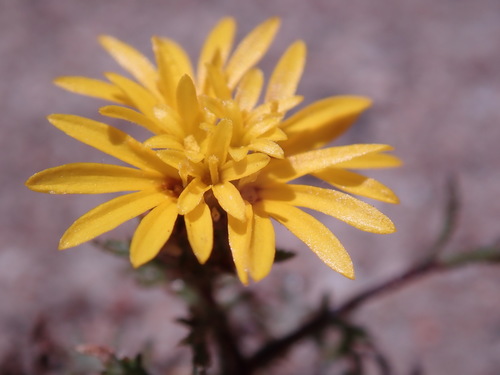 Image of Lessingia pectinata by (c) Henrik Kibak, some rights reserved (CC BY)