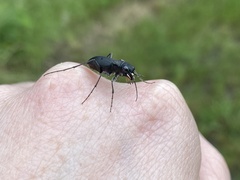 Dromochorus belfragei