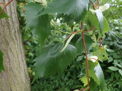 Tilia mongolica