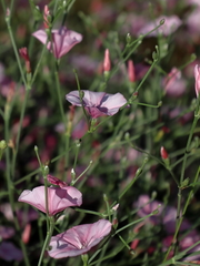 Convolvulus dorycnium