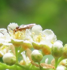 Xyeloidea