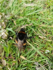 Bombus terrestris