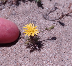 Lessingia pectinata pectinata