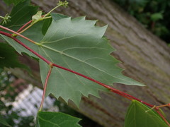 Tilia mongolica