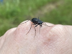 Dromochorus belfragei