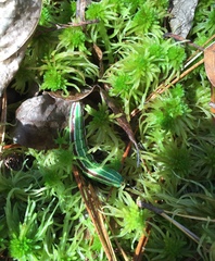 Lapara coniferarum