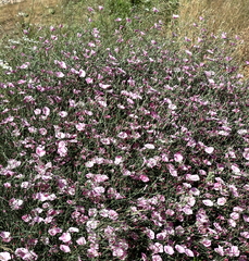 Convolvulus dorycnium