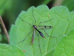 Ptychoptera lacustris