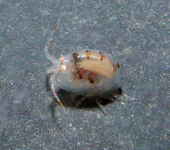 Stenothoidae