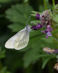 Leptidea juvernica