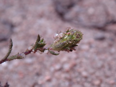 Lessingia pectinata pectinata