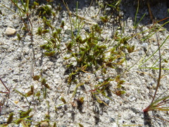 Isolepis levynsiana