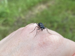 Dromochorus belfragei