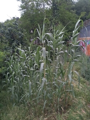Arundo donax