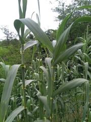 Arundo donax
