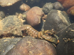 Faxonius virginiensis