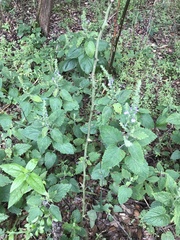 Scutellaria ovata bracteata