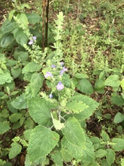 Scutellaria ovata bracteata
