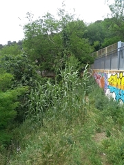 Arundo donax