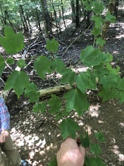Acer leucoderme