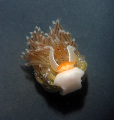 Sakuraeolis enosimensis