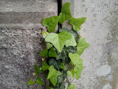 Hedera helix
