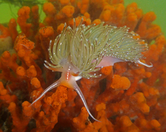 Sakuraeolis enosimensis