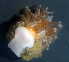 Sakuraeolis enosimensis