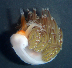 Sakuraeolis enosimensis