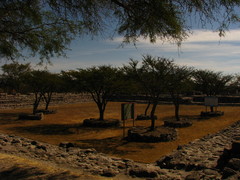 Vachellia schaffneri