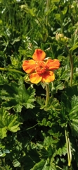 Geum coccineum