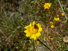 Acmaeoderella flavofasciata pilivestis