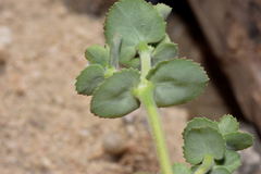 Euphorbia leucophylla leucophylla