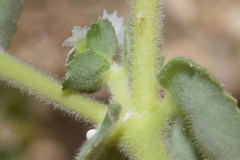 Euphorbia leucophylla leucophylla