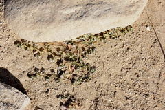 Euphorbia leucophylla leucophylla