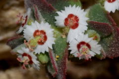 Euphorbia leucophylla leucophylla