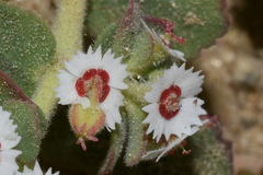 Euphorbia leucophylla leucophylla