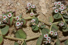 Euphorbia leucophylla leucophylla