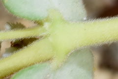 Euphorbia leucophylla leucophylla