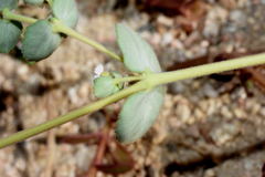 Euphorbia leucophylla leucophylla