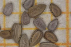 Euphorbia leucophylla leucophylla