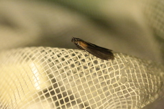 Sciota fumella