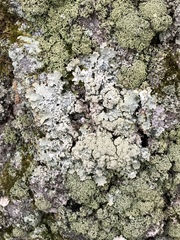 Punctelia caseana