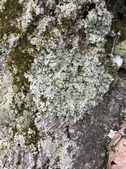 Punctelia caseana