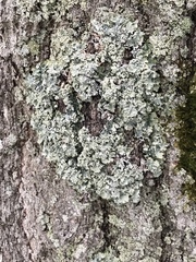 Punctelia caseana