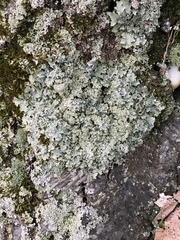 Punctelia caseana