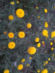 Anacyclus valentinus