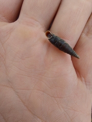 Macrogastra ventricosa