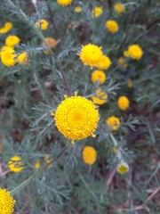 Anacyclus valentinus