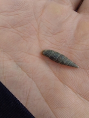 Macrogastra ventricosa